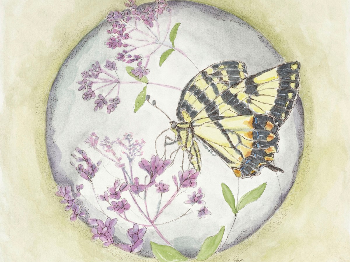 Tiger Swallowtail on Joe Pye&nbsp;Weed