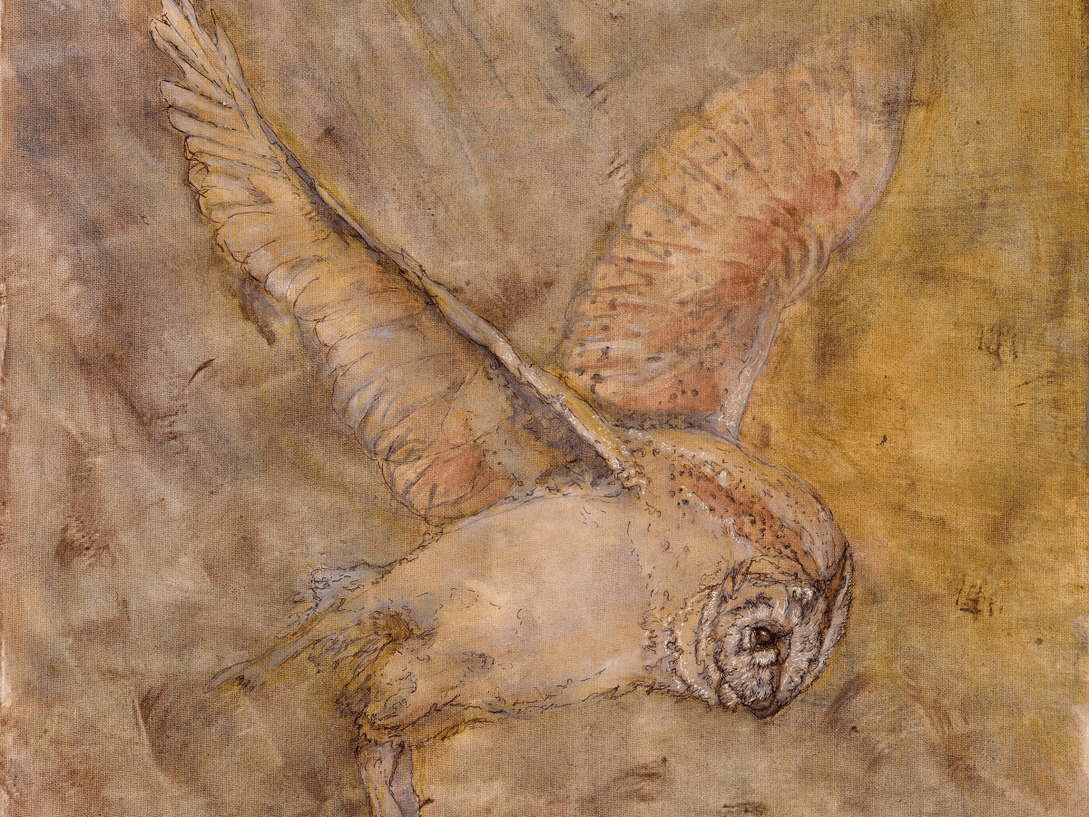 Barn Owl in&nbsp;Flight